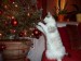 Kočka a vánoční stromeček